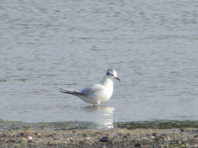 Thumbnail of Little Gull